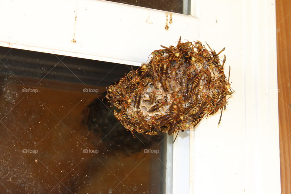 huge wasp nest