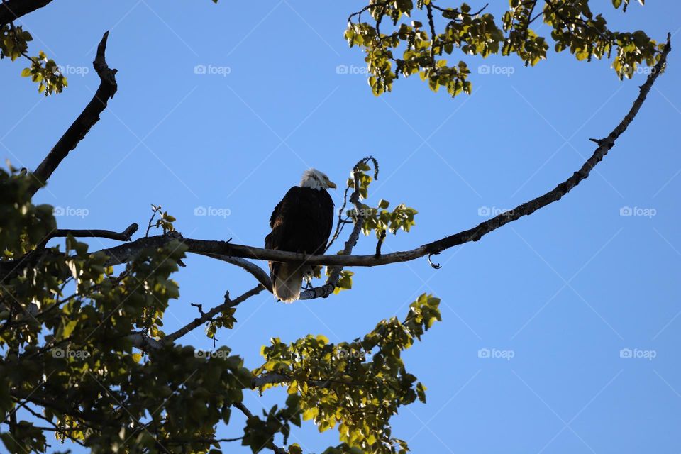 Bald eagle perched on a branch 