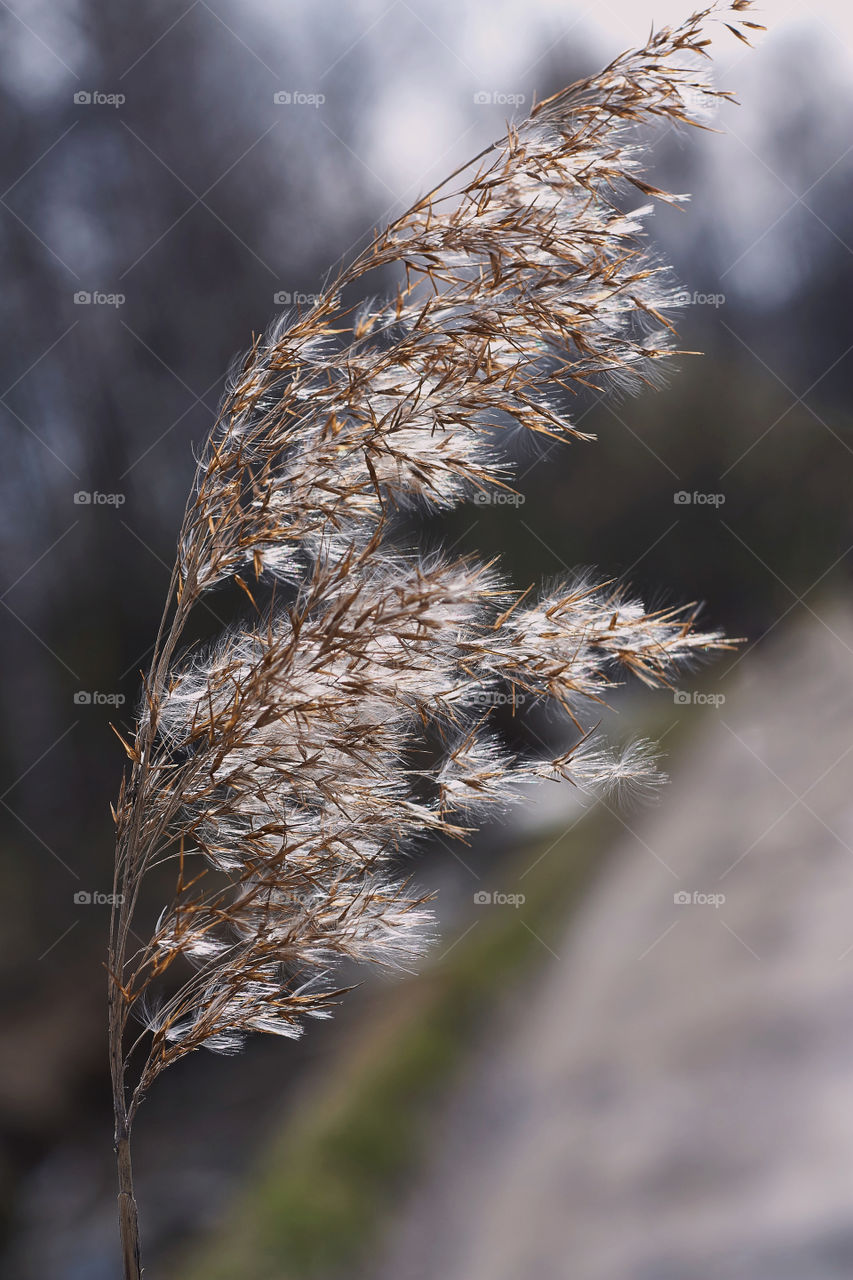 daylight on a branch