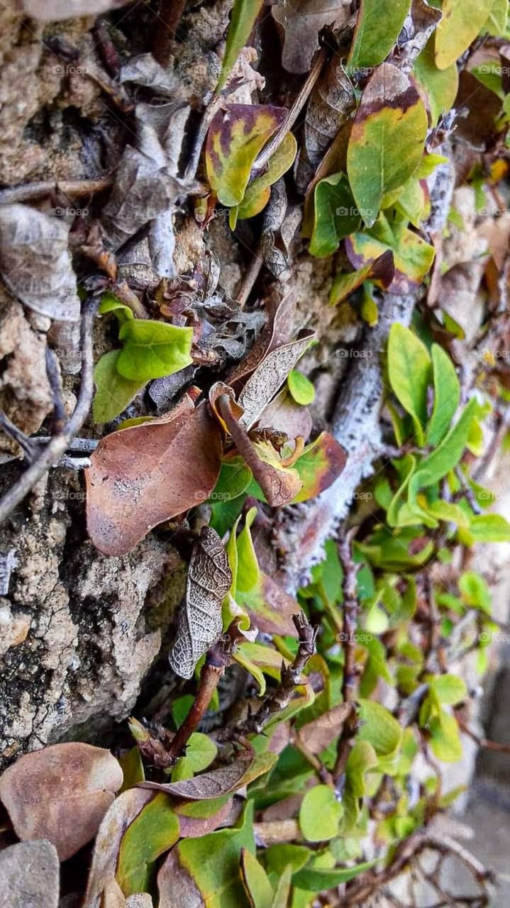 green leaf creeper