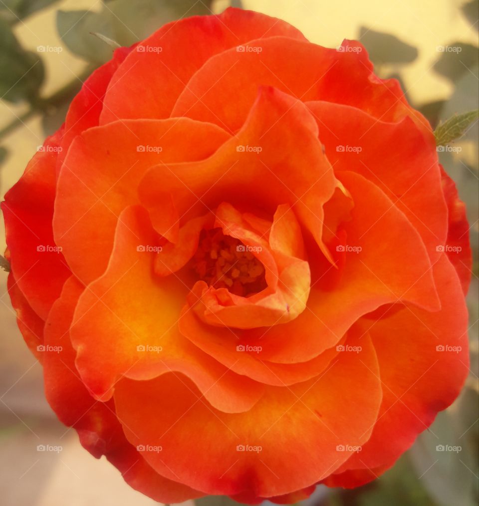 beautiful rose flower grown in our garden at a close look