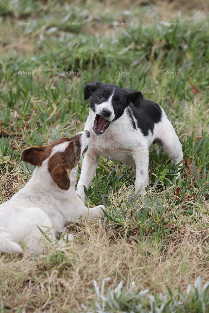Playful puppies 