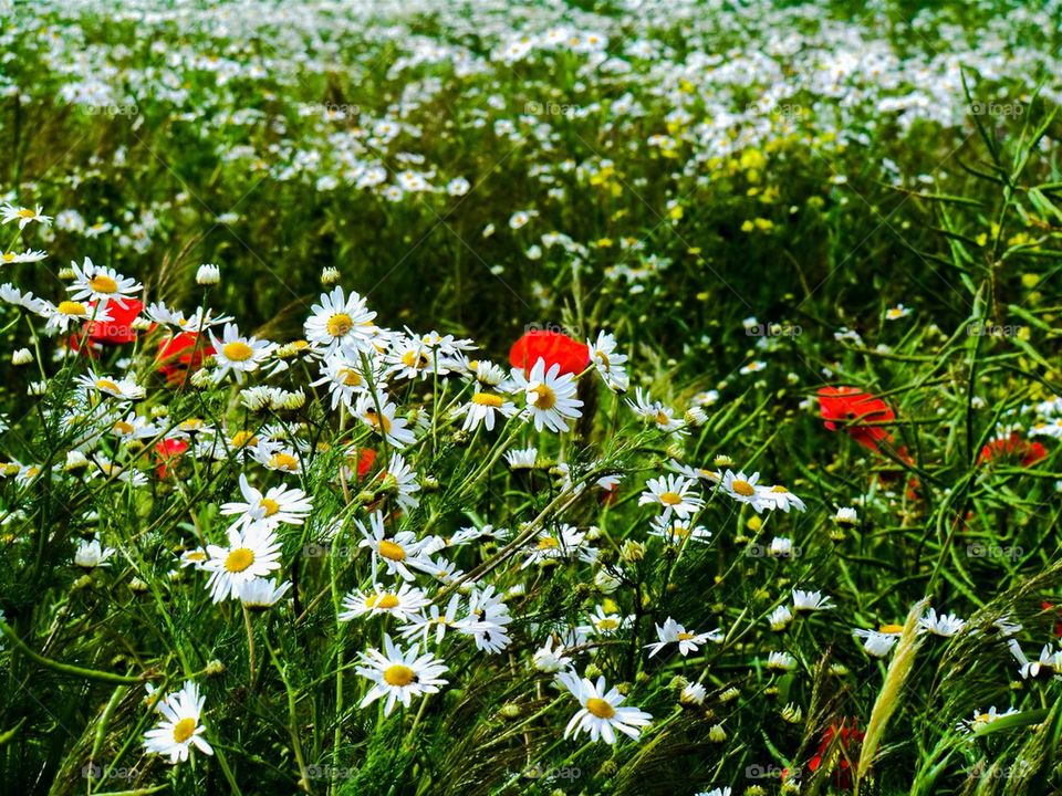 Daisies and Poppies 