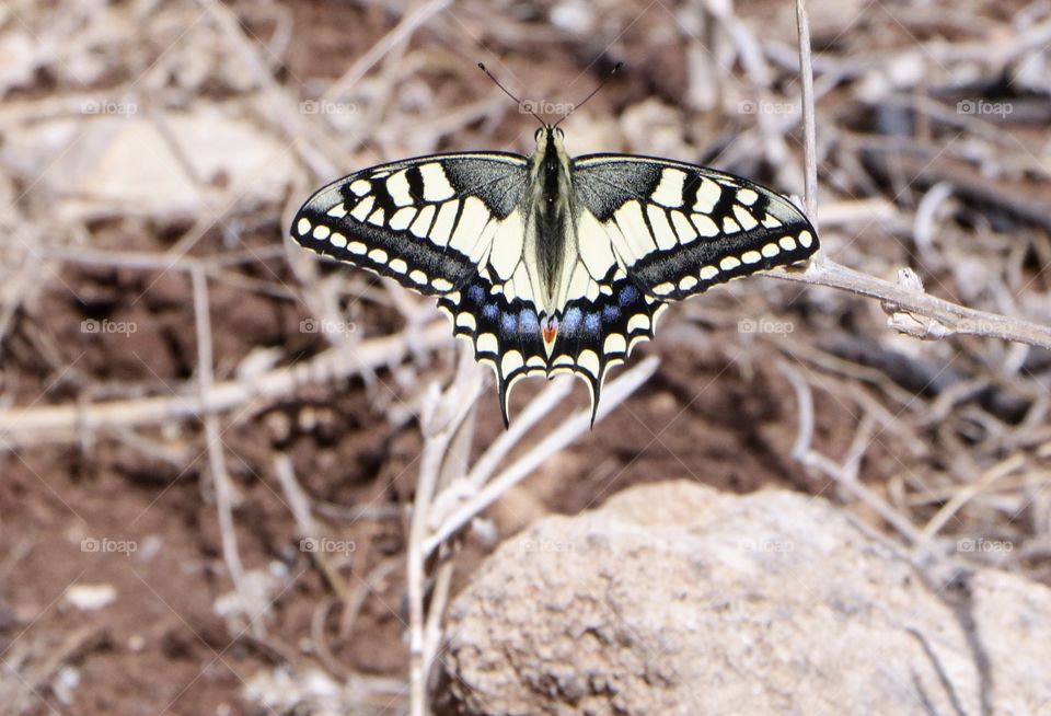 I found this beautiful Canadian tiger swallowtail at my nearest forest .