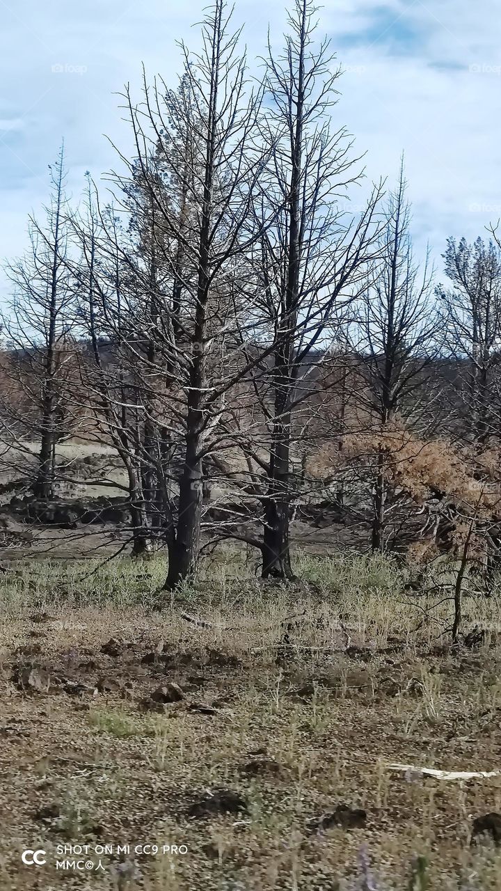 trees and forest series