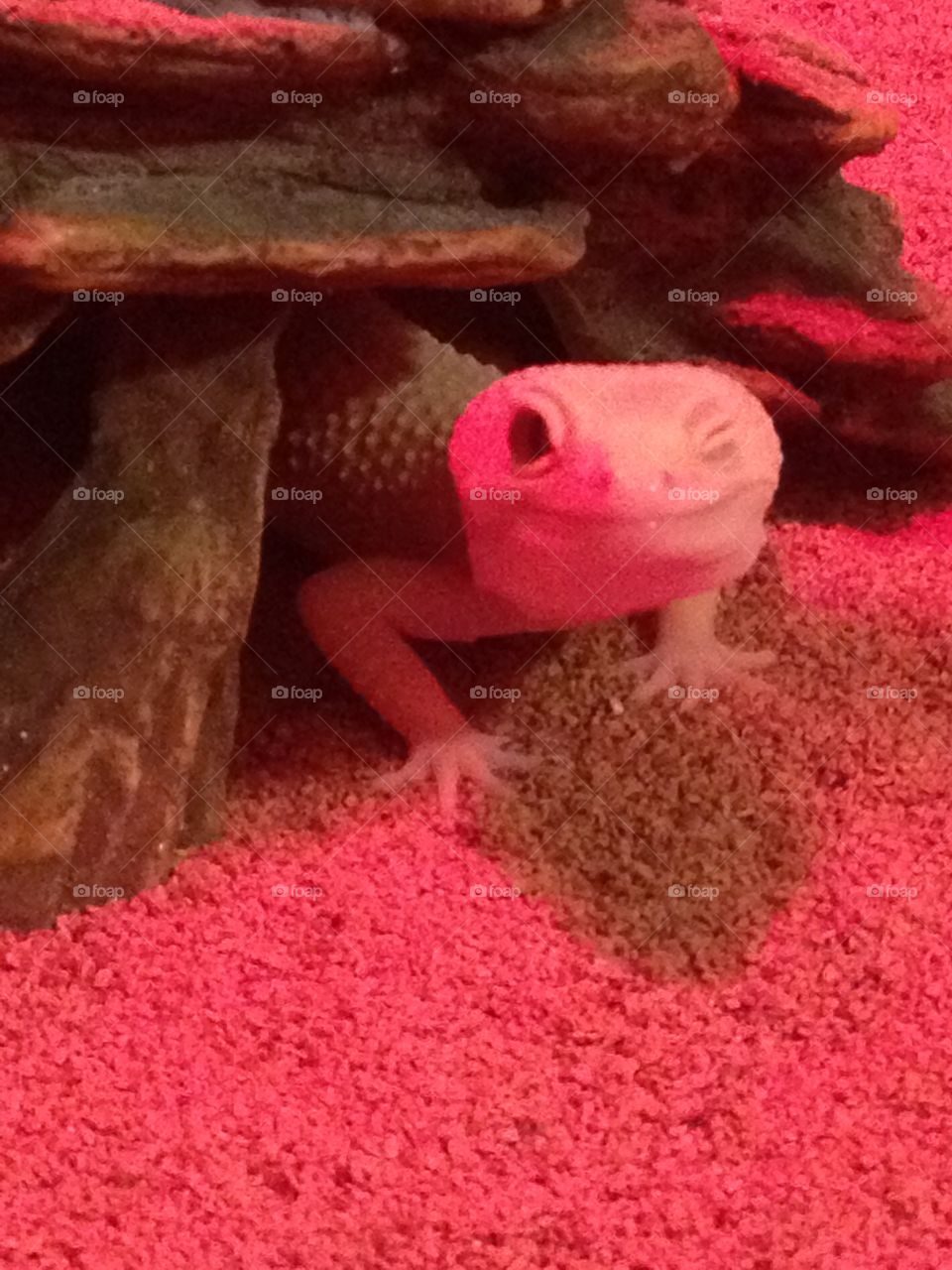 Albino gecko lizard winking....yes....winking!