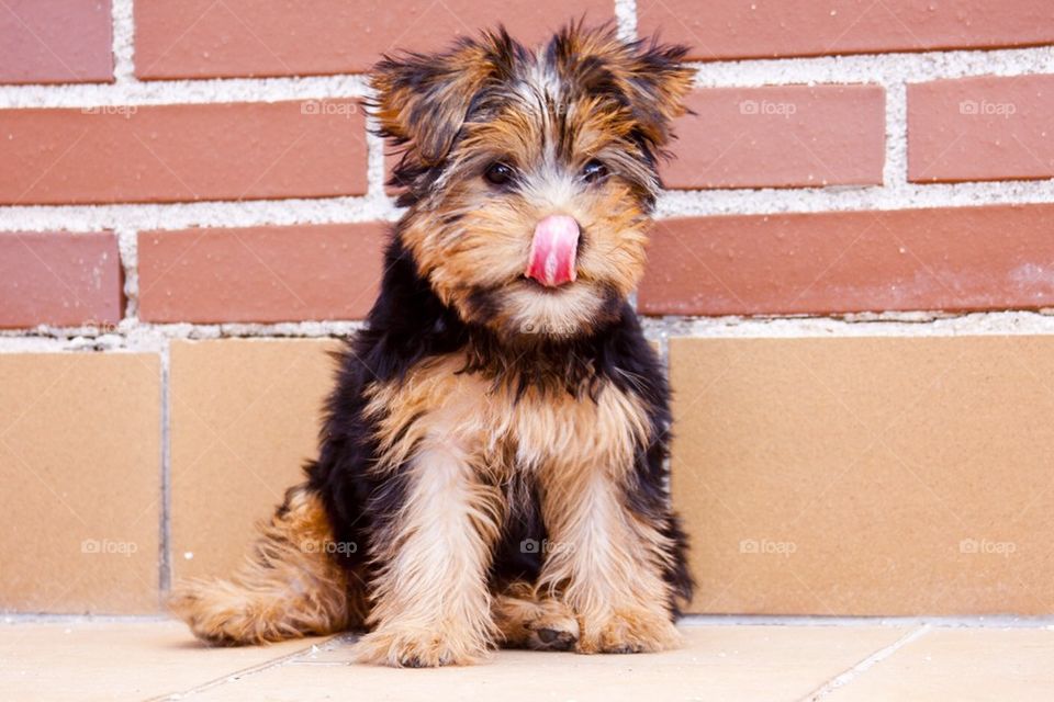 Puppy licking his nose