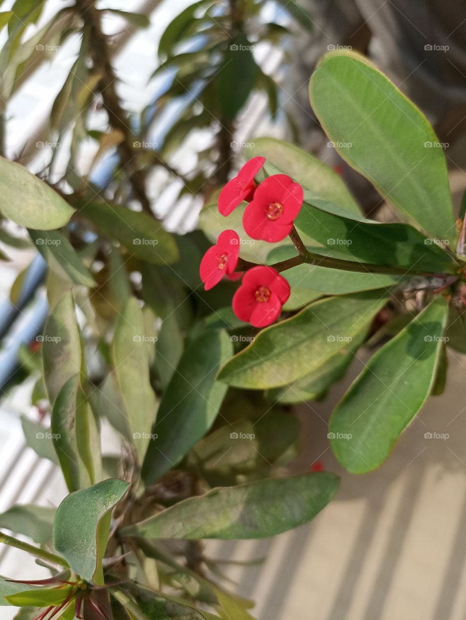 Crown-of-thorns