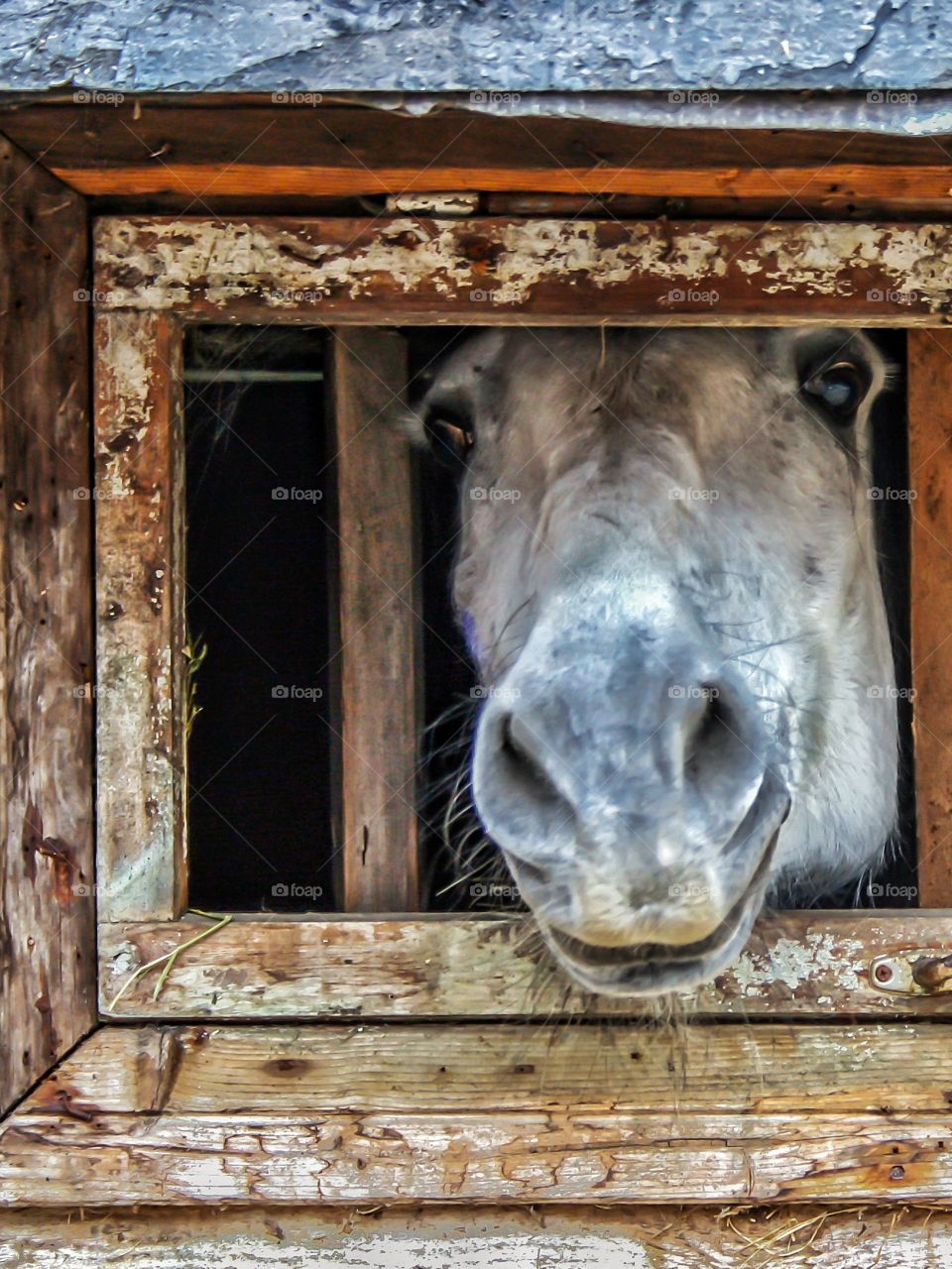 a head of horse in the window