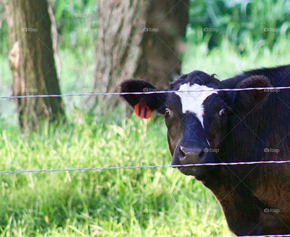 A steer looking though a wire fence, hoping for something from the garden