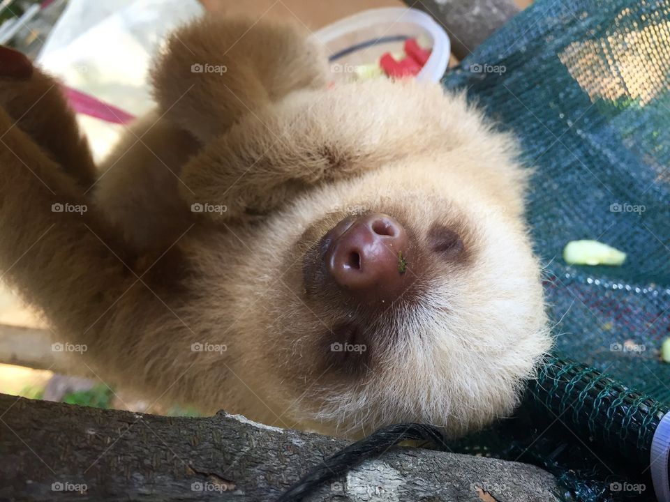 Sloth attack