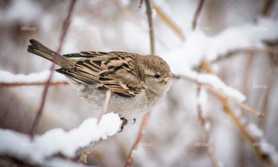 Incredibly beautiful bird