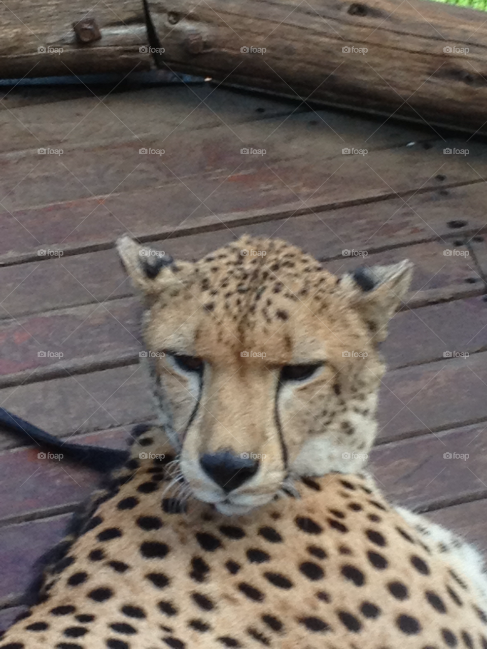 zimbabwe animal wild life cheetah by shec