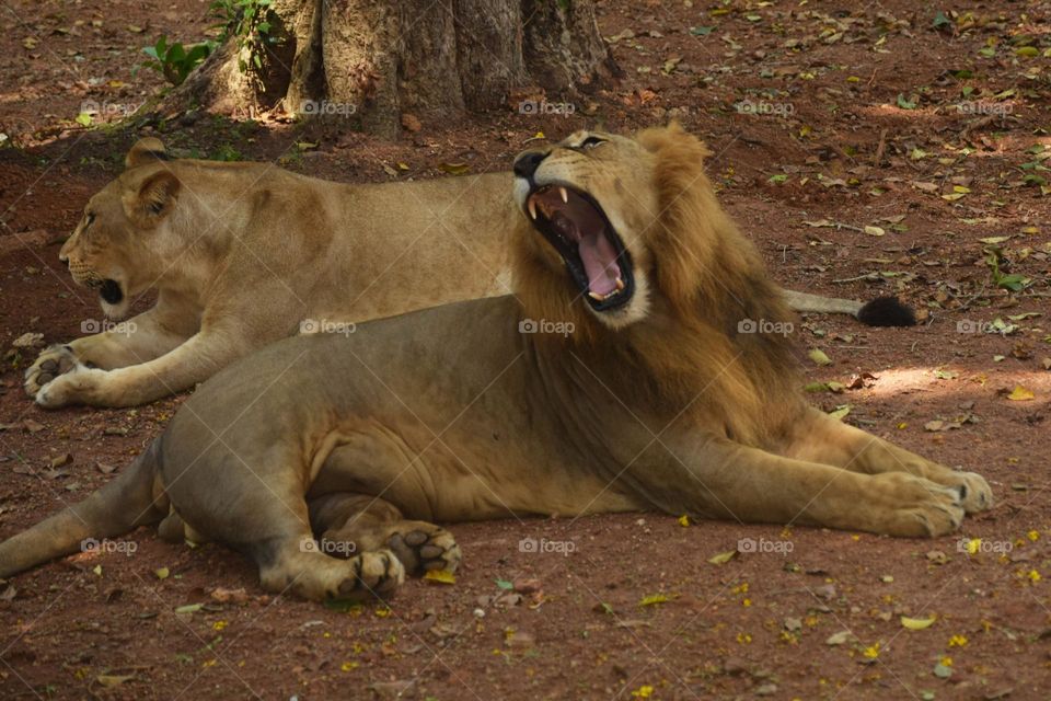 lion very hunger looking for food at zoo sri lanka
