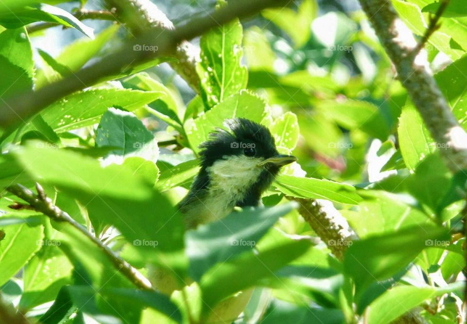 Great tit young