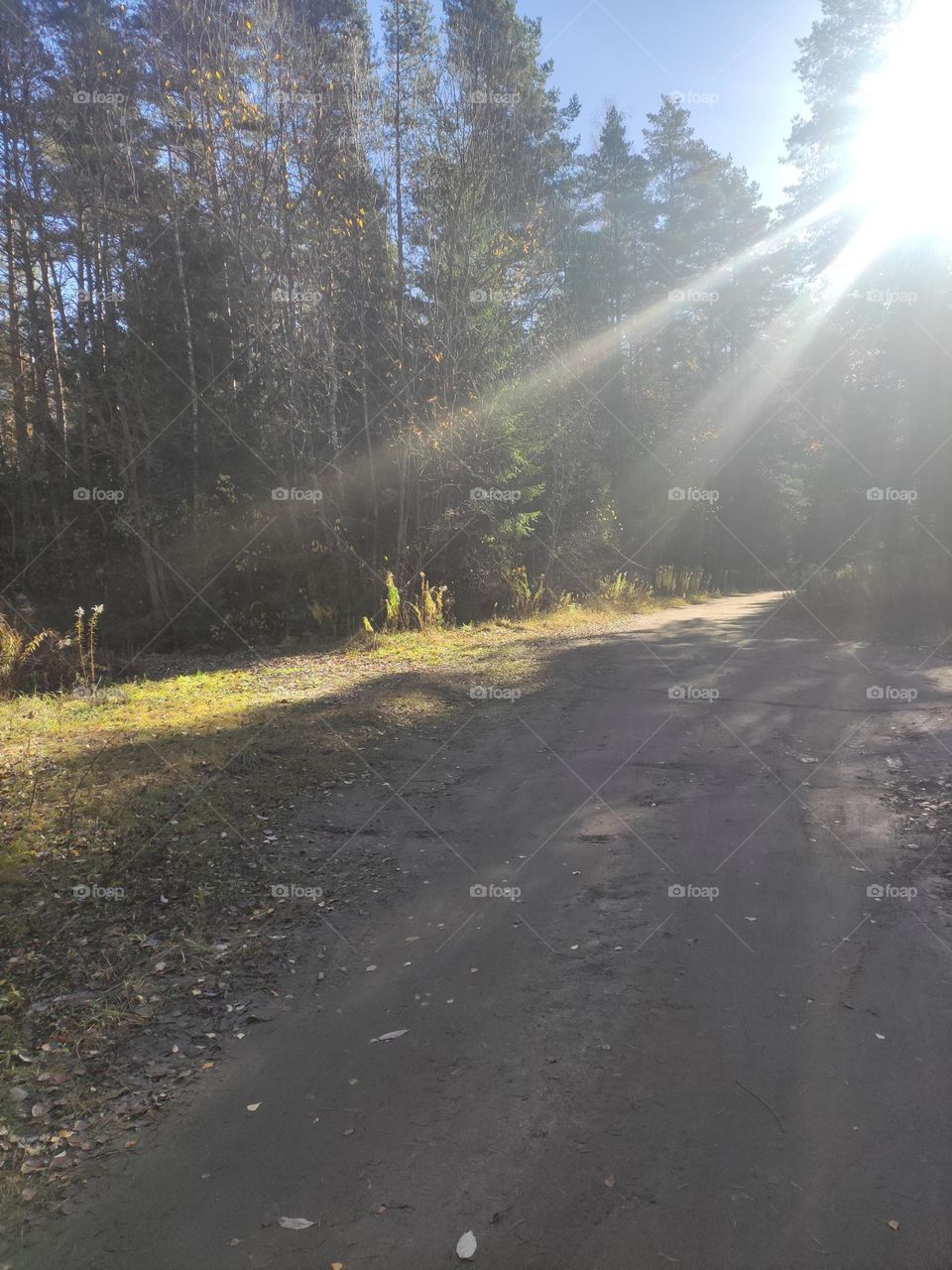Sunlit forest road