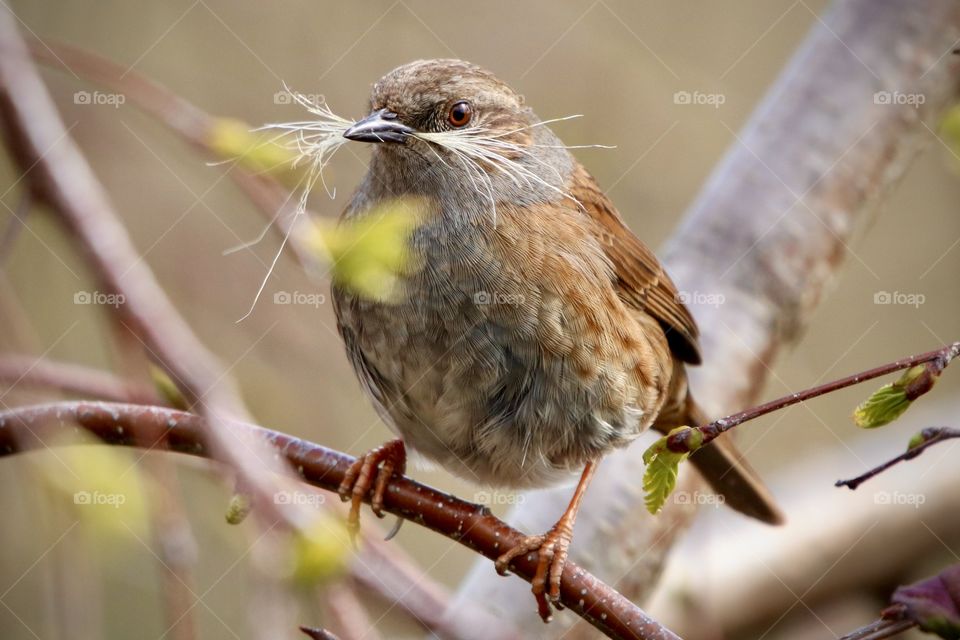 Dunnock