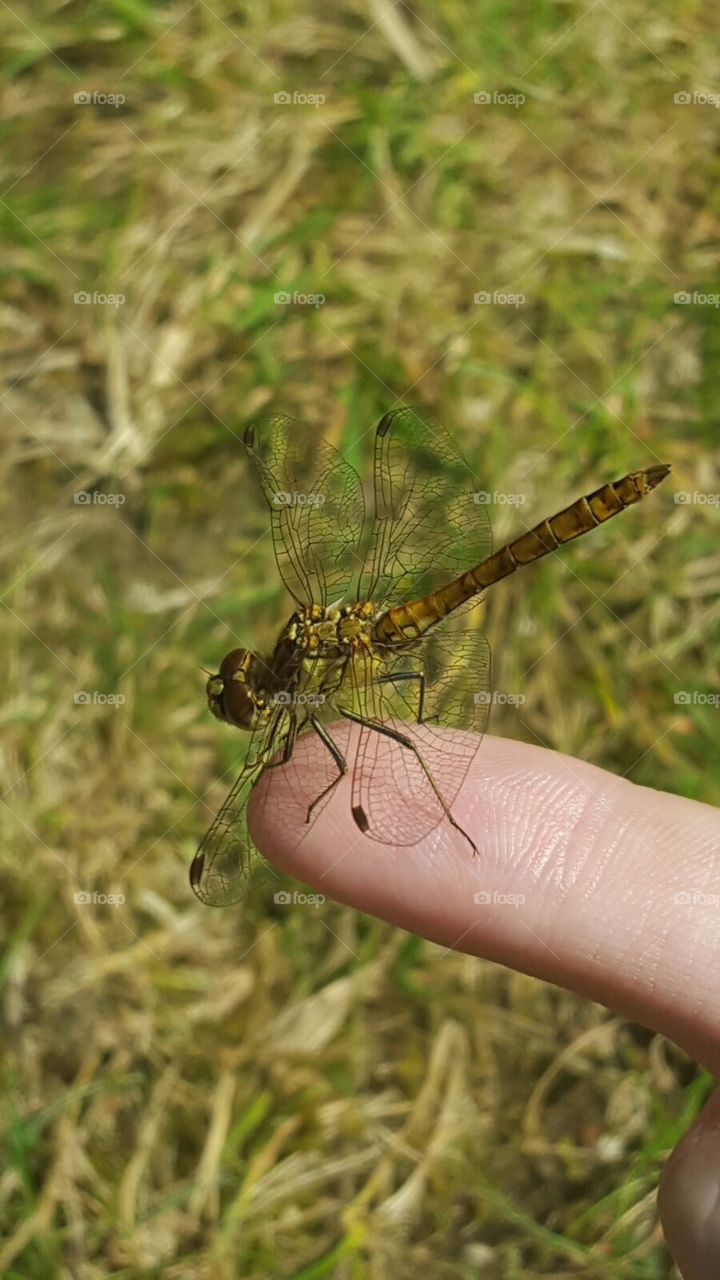 Trollslända på mitt finger