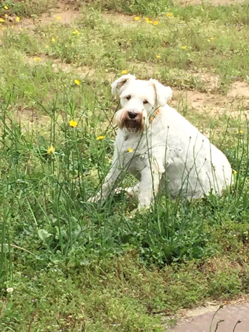 Max the Schnauzer. Max was enjoying the fresh air and a break from office work