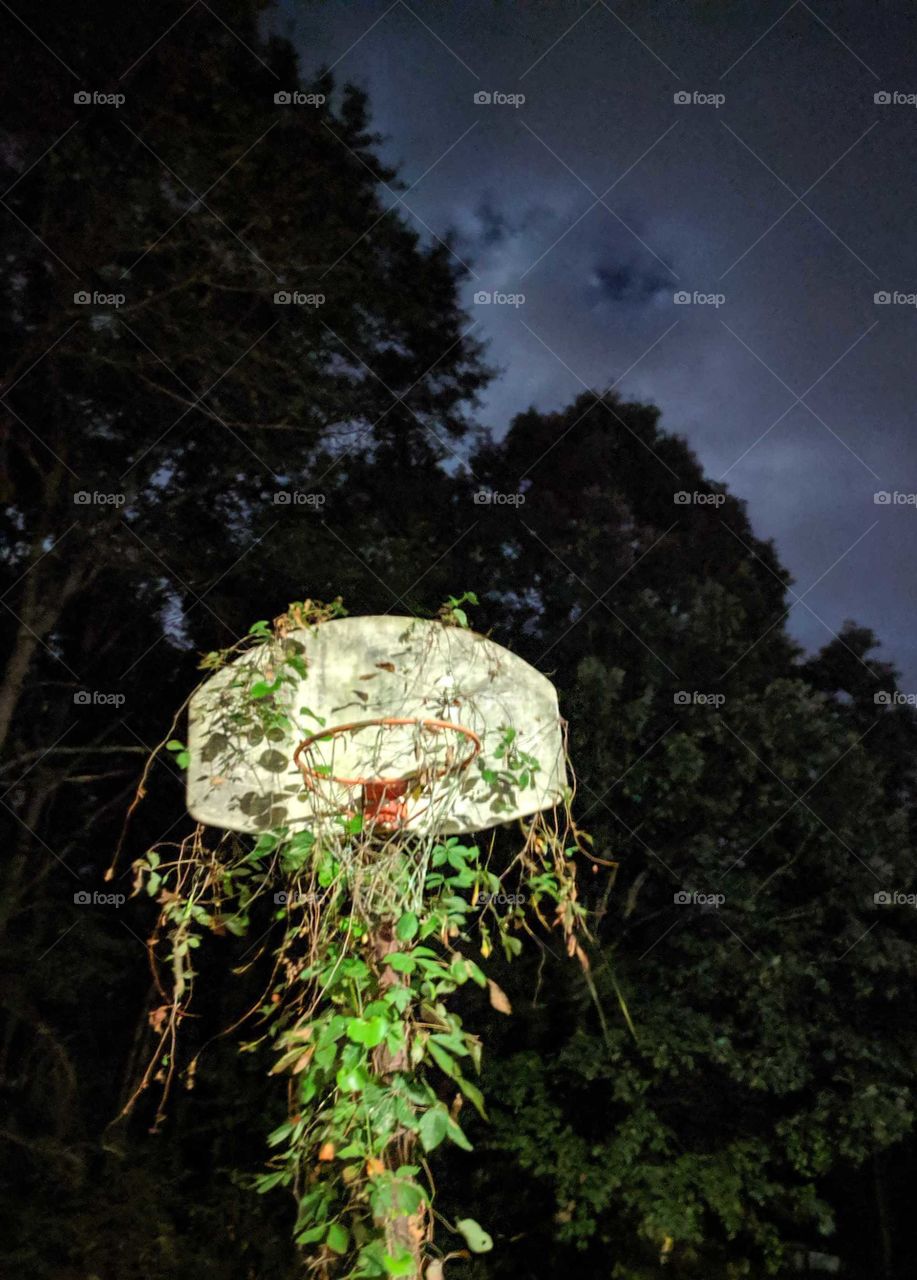 Abandoned Basketball Hoop Covered in Vines