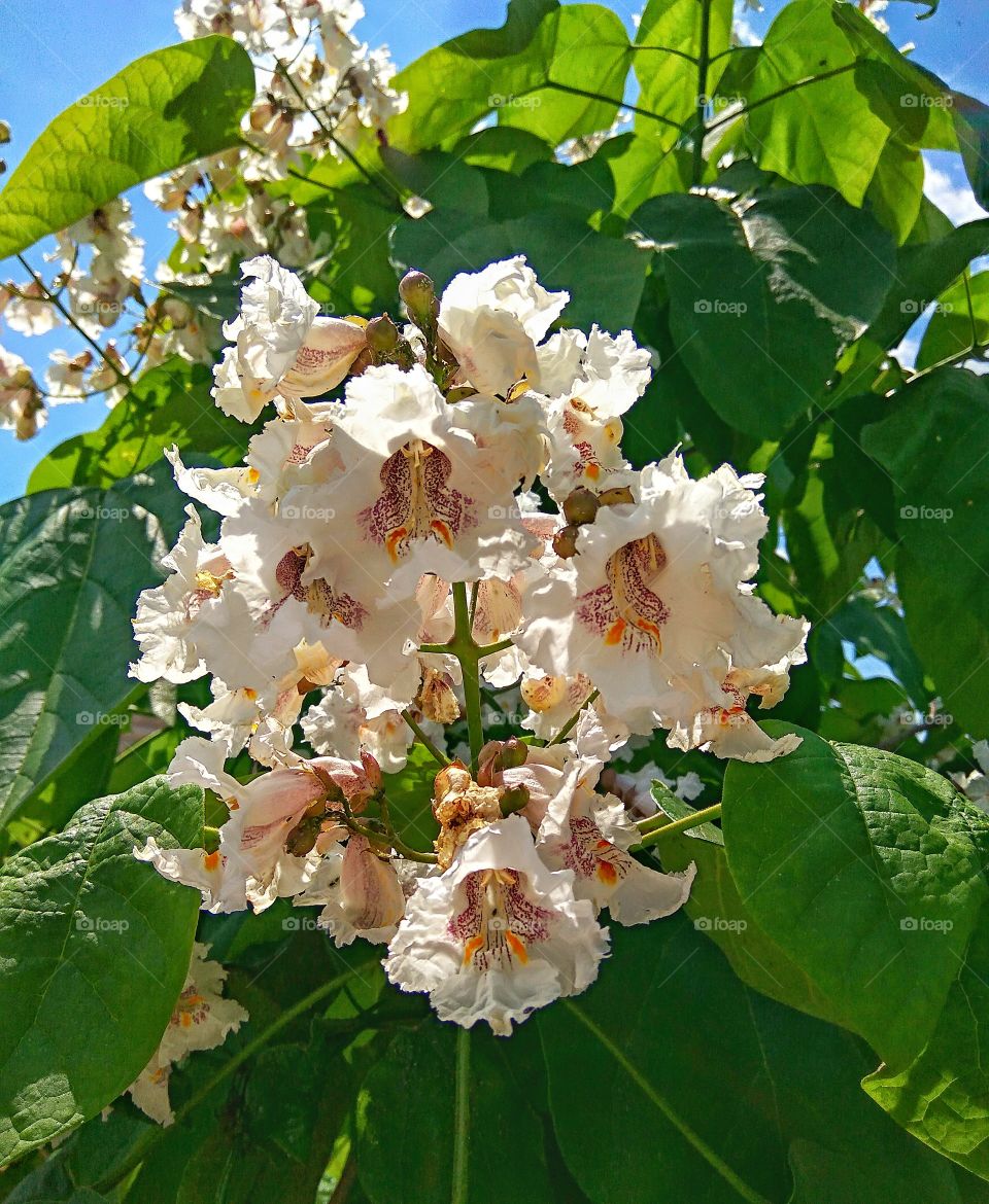 Beautiful flowering tree