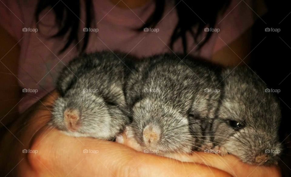 small chinchilla