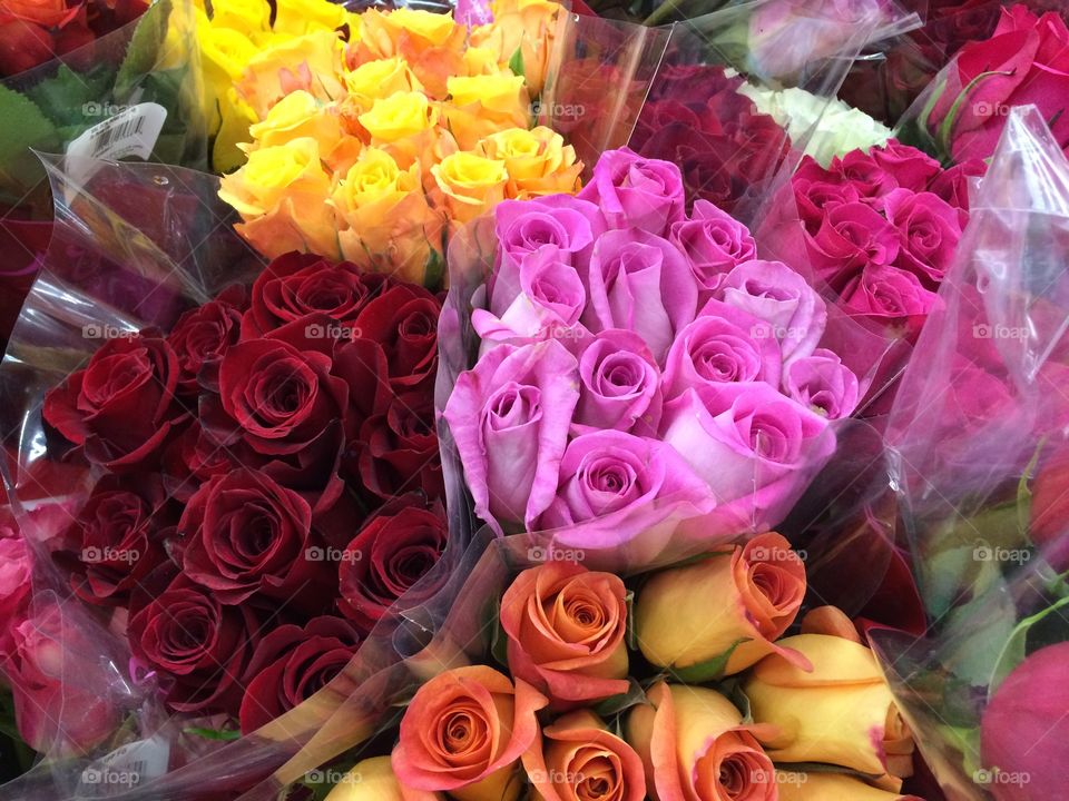 Elevated view of bunch of multicolored roses