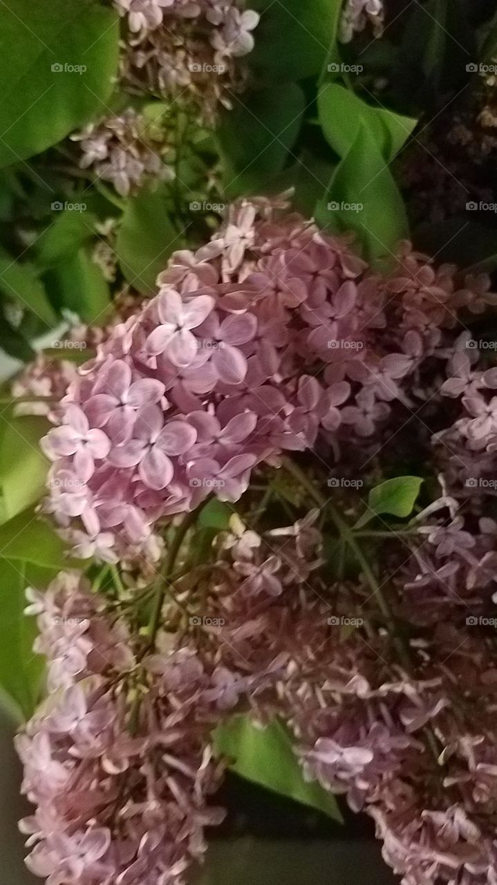 lilacs
