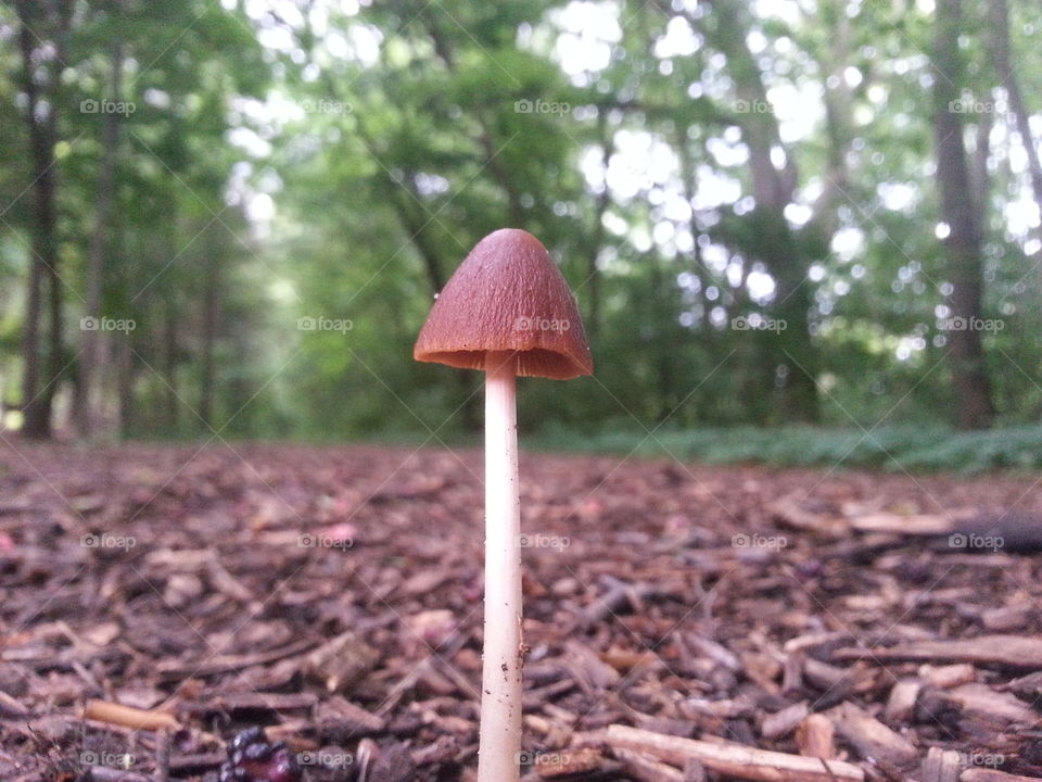 standing tall. seen this little guy while hiking