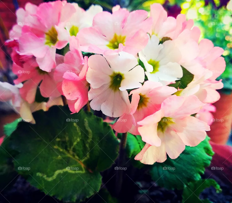 flowers
