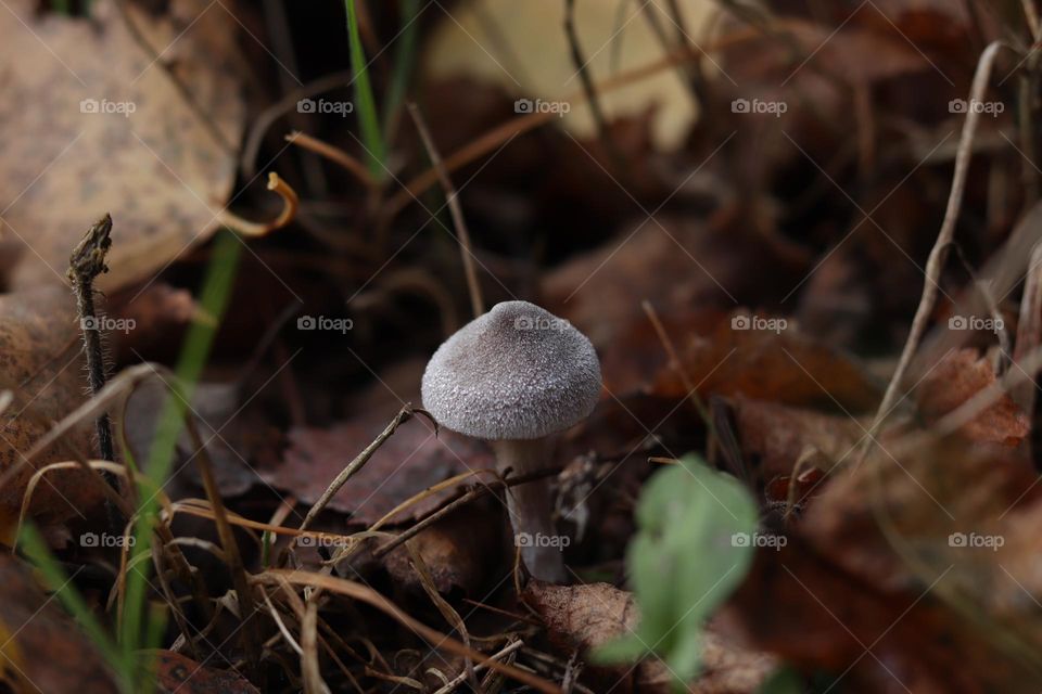 Fungi