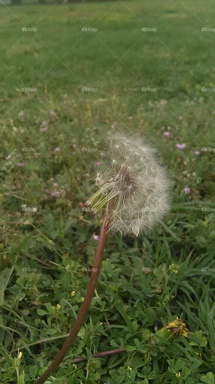 dandy lion. this is how calm the wind was