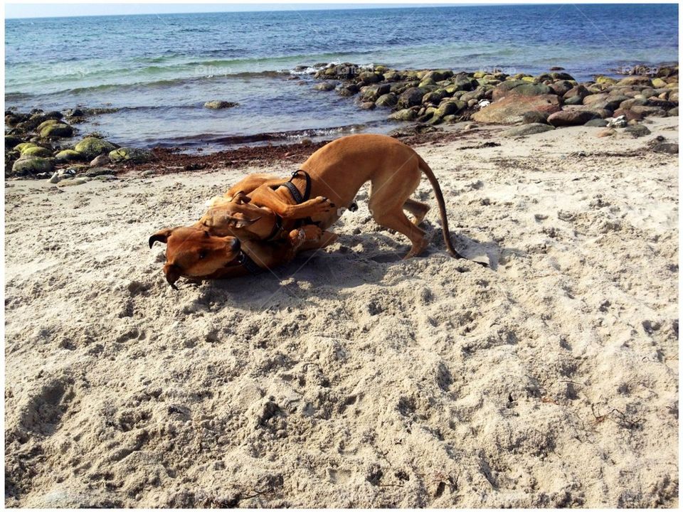 beach play fun dogs by pellepelle