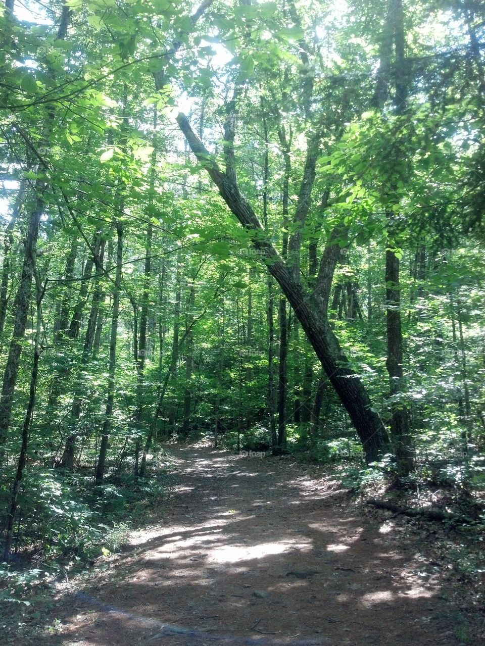 path in woods