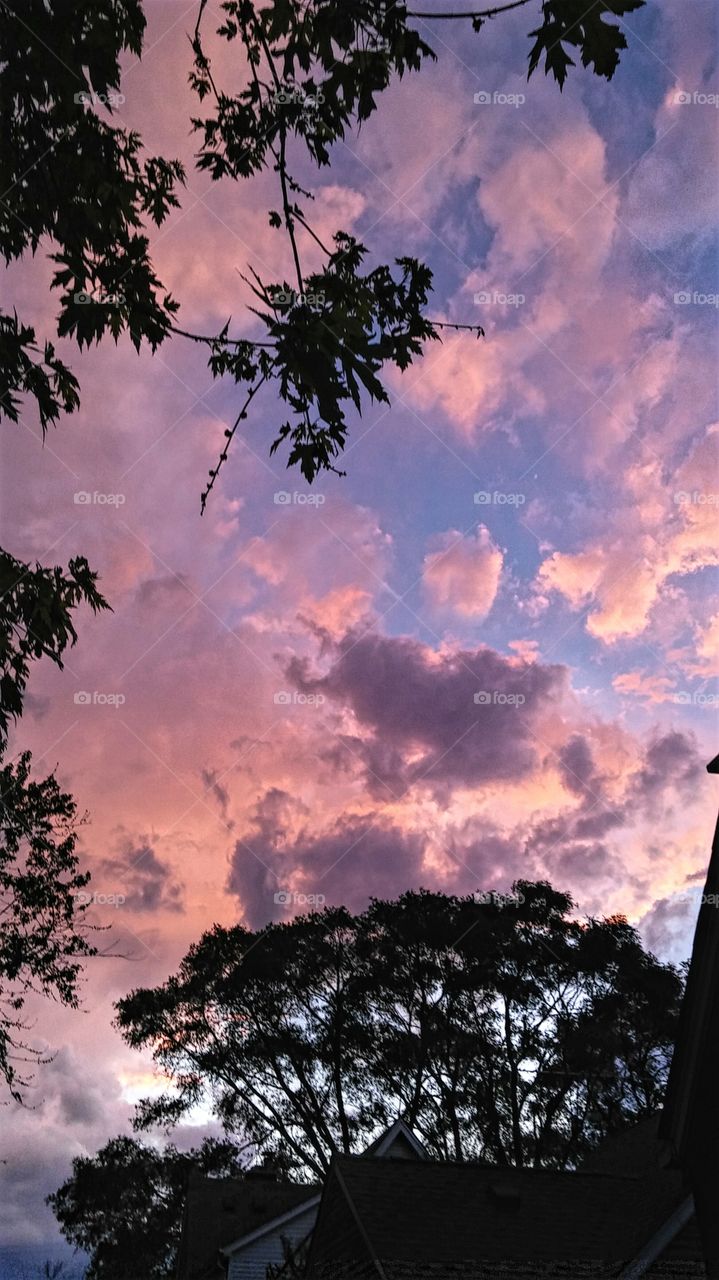 Branches Forefront Painted Sky