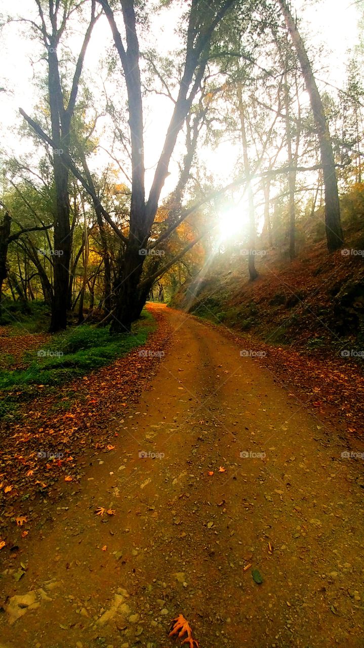 Neither you walk this trail or drive throw it i promise you ,you will stay speechless.. Kaminaria forest Cyprus