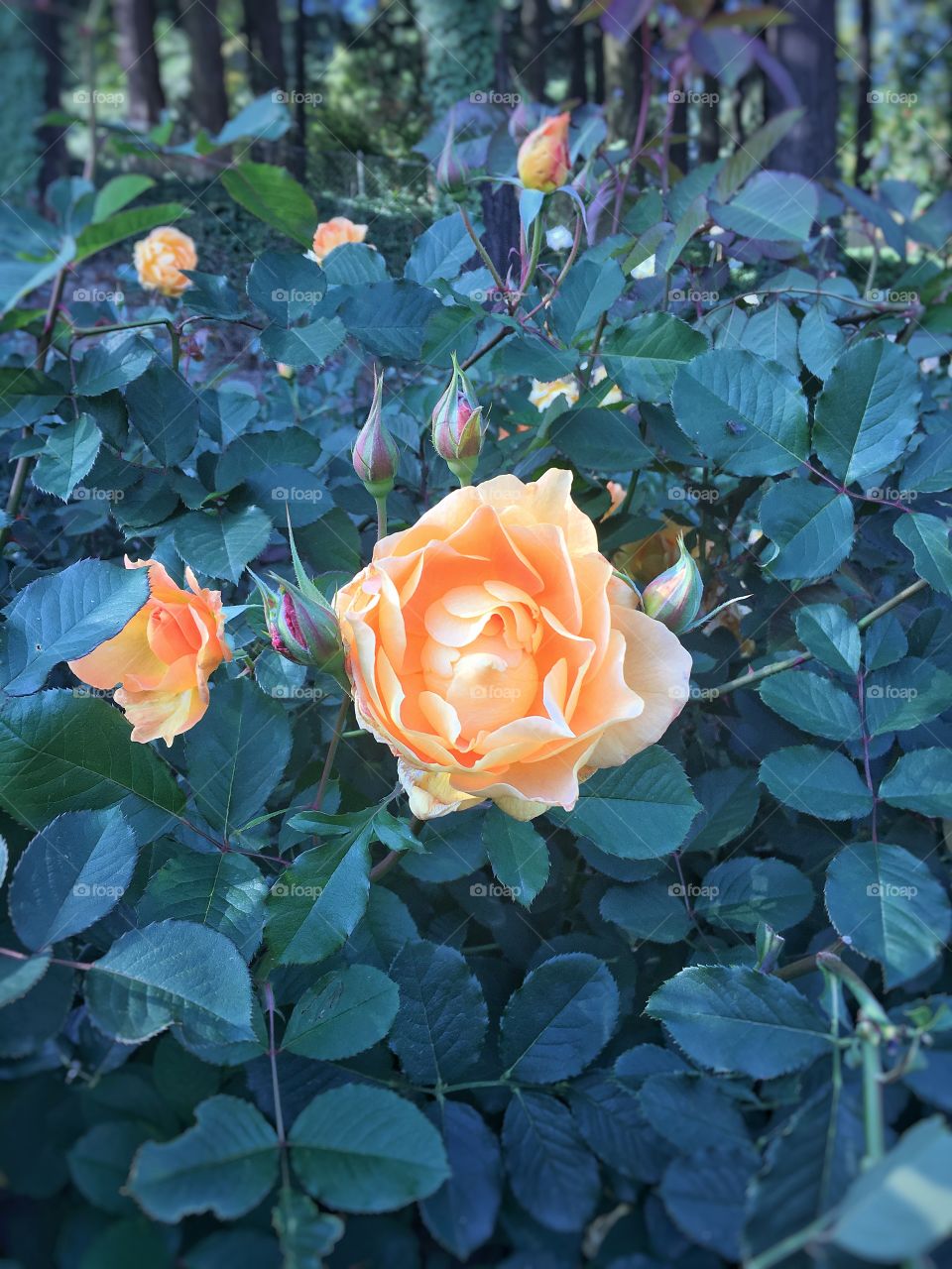 Rose garden, Portland, Oregon 