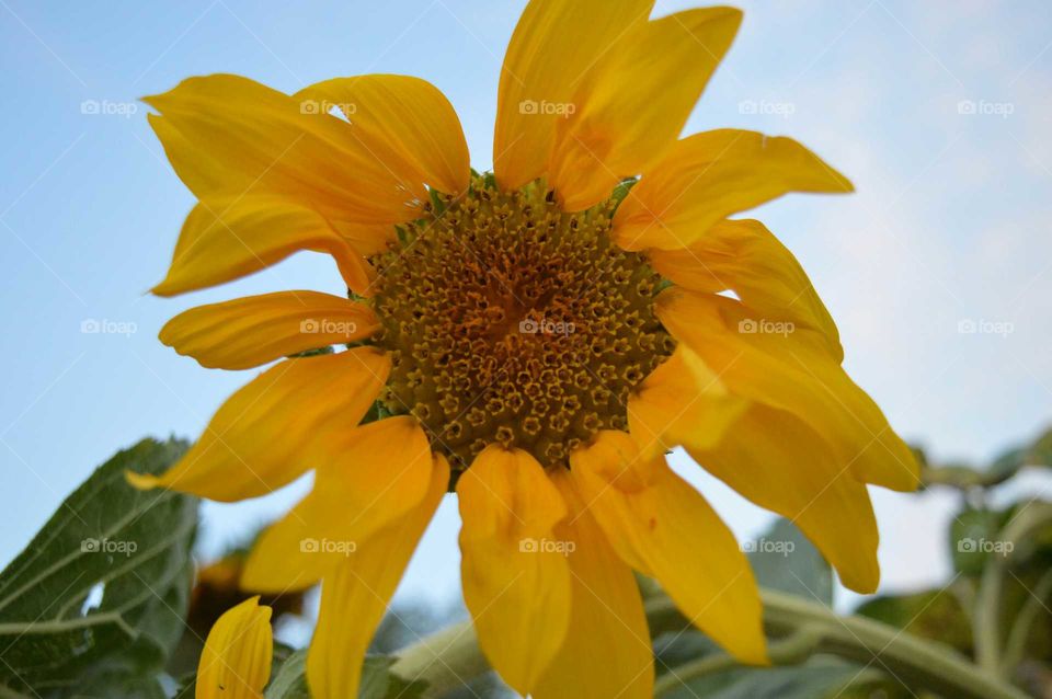 close up sunflower