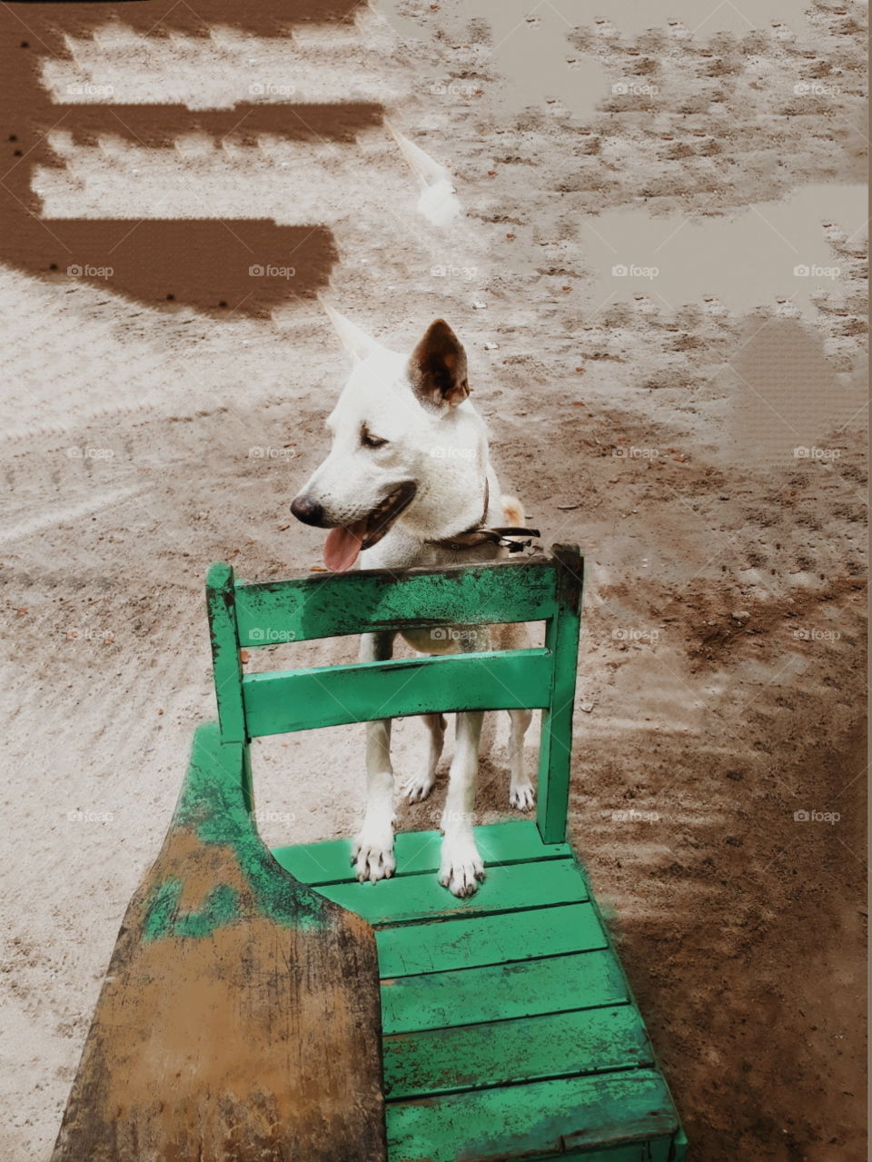 #dog #chair #green #Instagram #laboratory #cachorro #cadeira #verde #natural