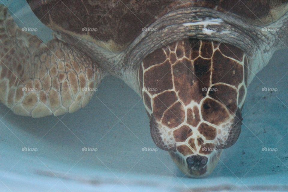 sea turtle under water. in sarasota florida at the rescue
