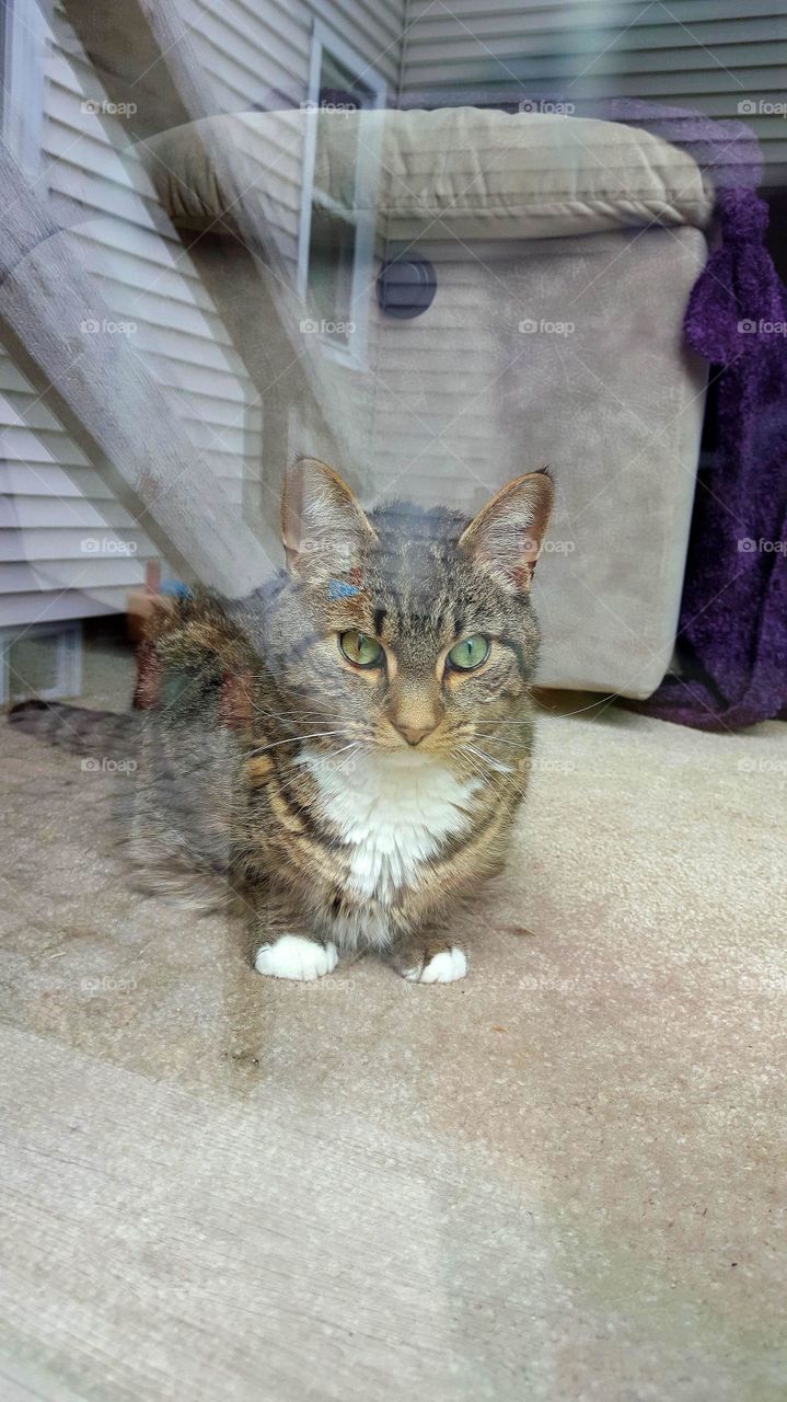 Cat seen through glass window