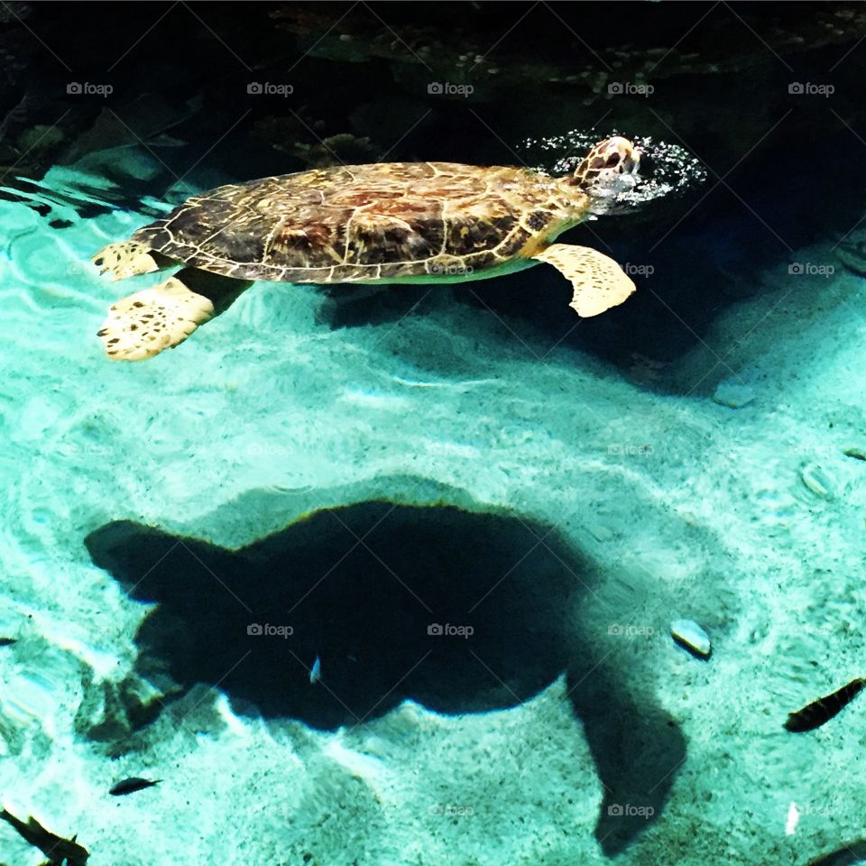 Turtle swimming 