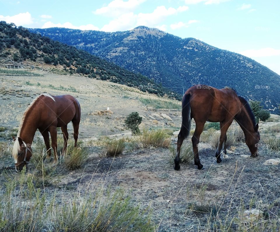 two Brun wild horses in the nature.