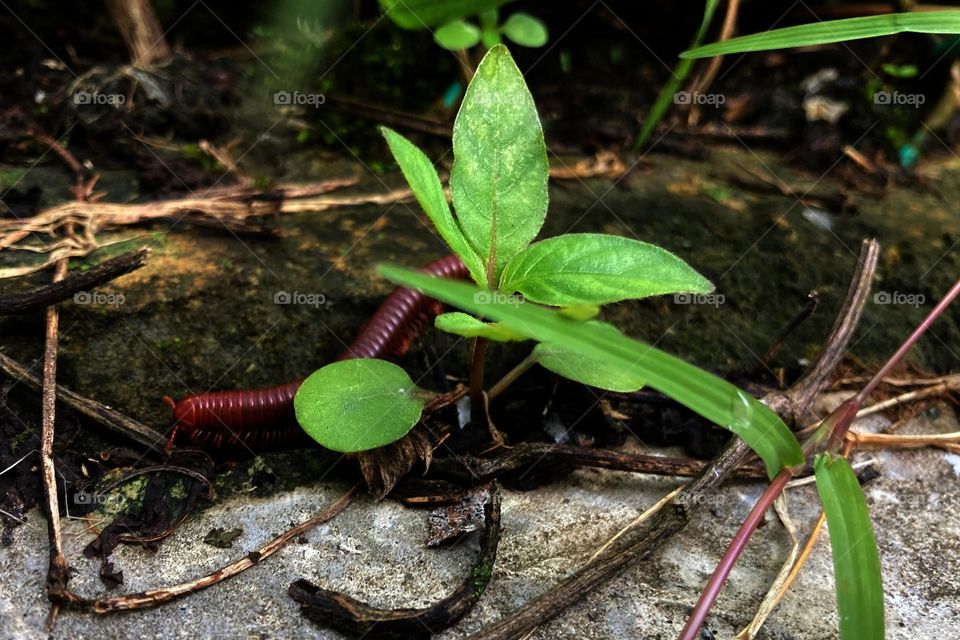 A day in a millipede life 