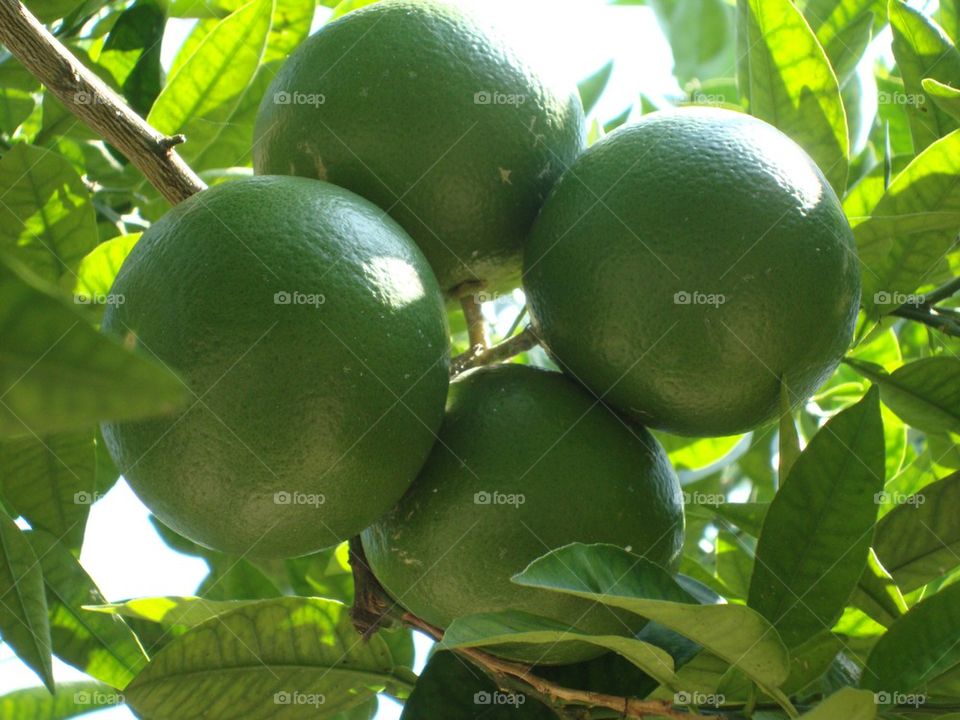 Luscious Limes