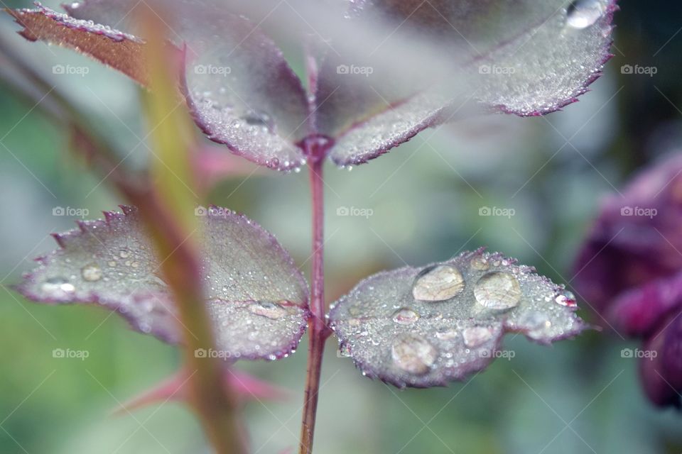 micro view of wet leaves