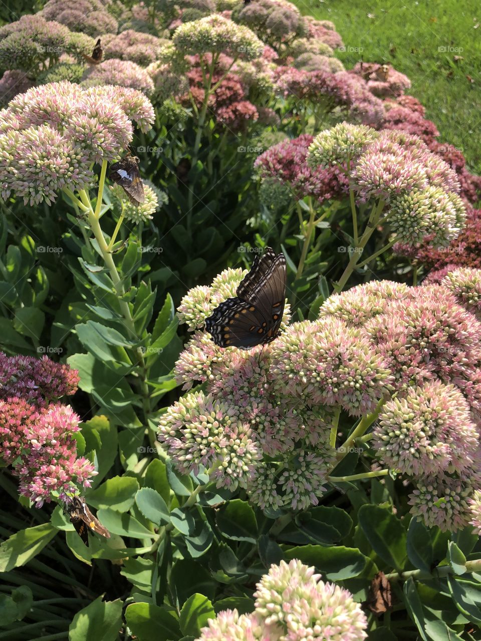 Summer Flower garden and butterflies sedum flowers 