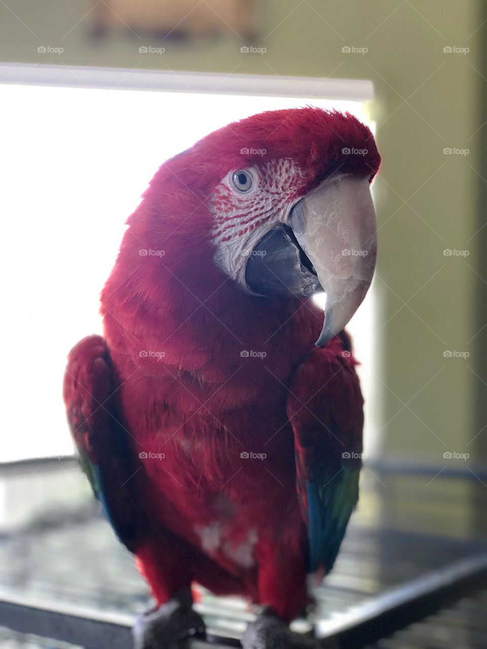 Beautiful Talking Macaw