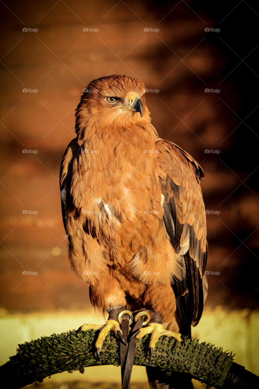 Hawk at bird of prey conservancy