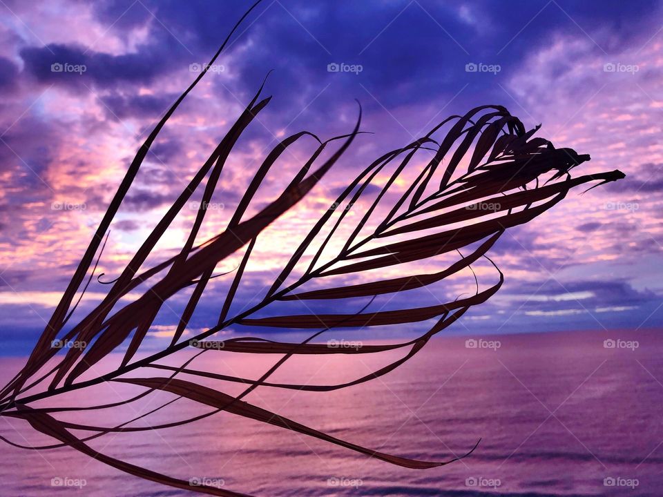 Palm frond silhouetted by a purple sunrise over the Atlantic Ocean. 